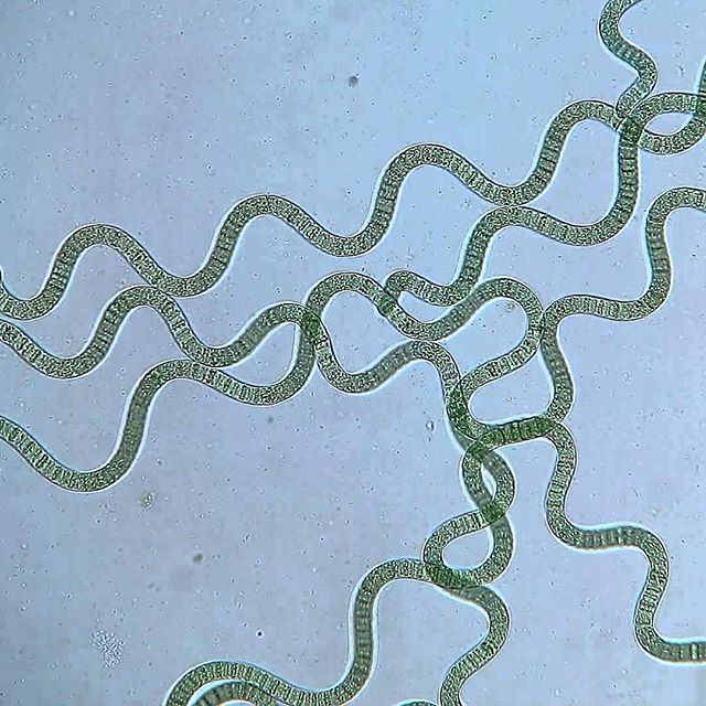 Spirulina cultivation can fight climate change, report shows