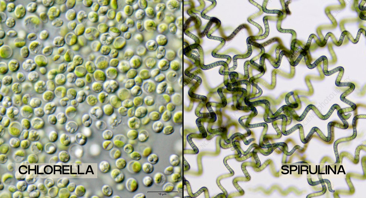 Chlorella vs Spirulina: Differences and Which to Buy in 2026
