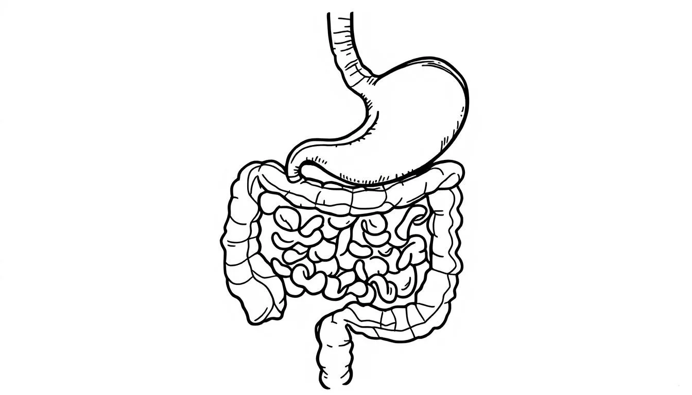Illustration of the human digestive tract, central to gut health and the microbiome