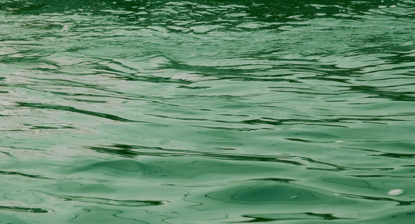 Fresh spirulina, an ancient blue-green algae used as a modern superfood