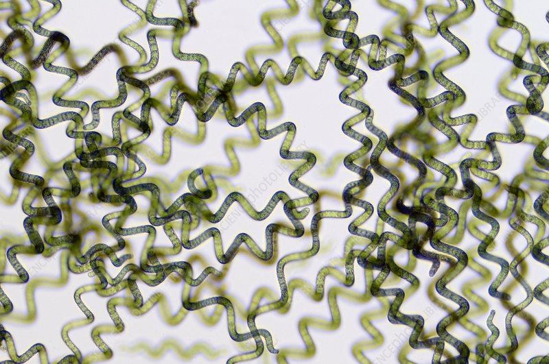 What's Actually in Spirulina? A Nutrition Breakdown