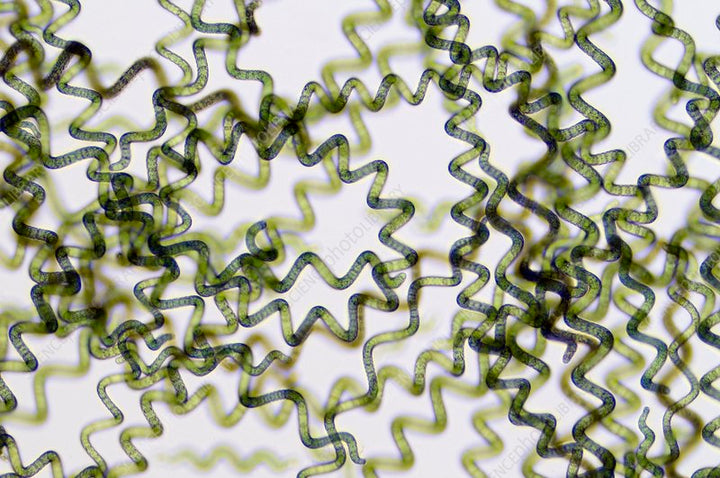 What's Actually in Spirulina? A Nutrition Breakdown