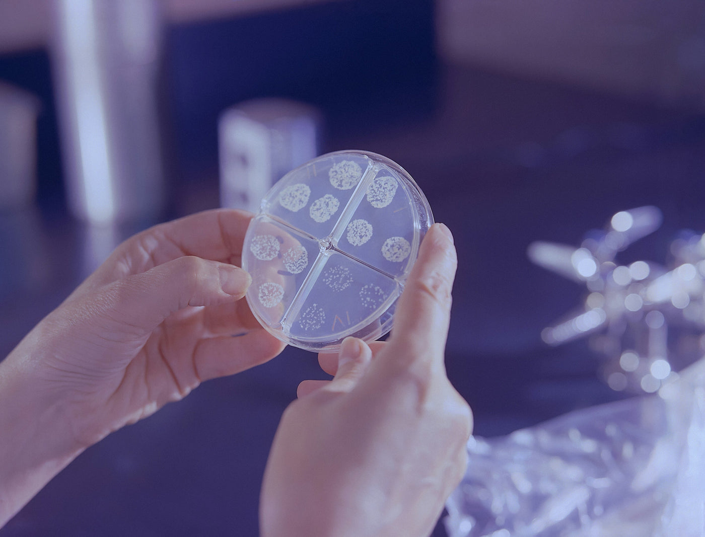 Hands hold a divided petri dish of cultured microbial colonies in a laboratory, the kind of third-party contamination testing that shows whether spirulina is clean and high quality.