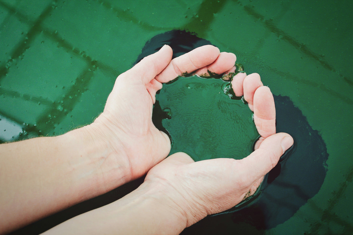 Best Clean Spirulina in 2026: Tested for Heavy Metals