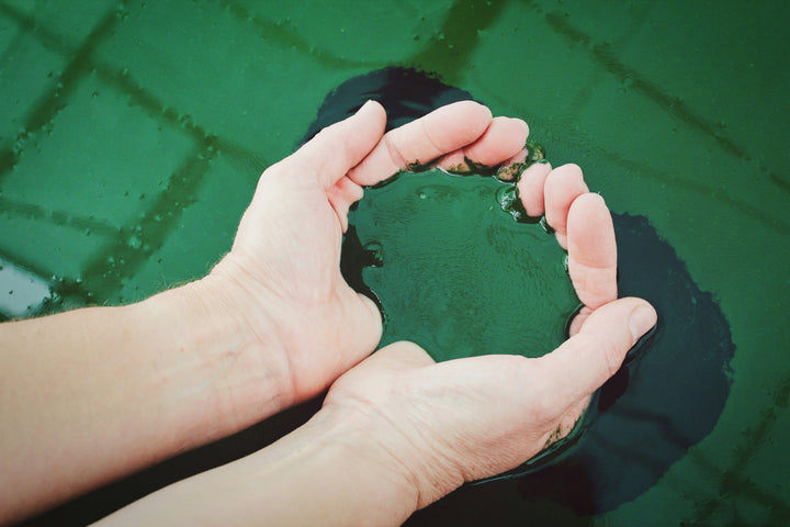 Best Clean Spirulina in 2026: Tested for Heavy Metals